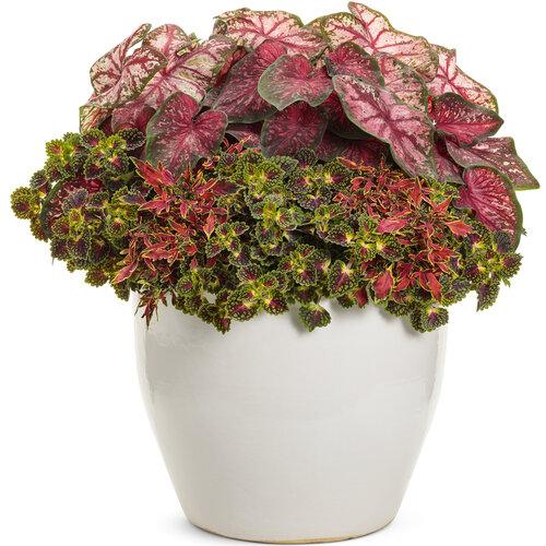 Coleus Colorblaze Strawberry Drops - View 14 from www redcrocus com