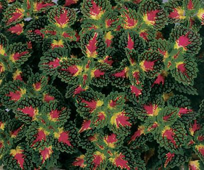 Coleus Colorblaze Strawberry Drops - View 15 from www redcrocus com
