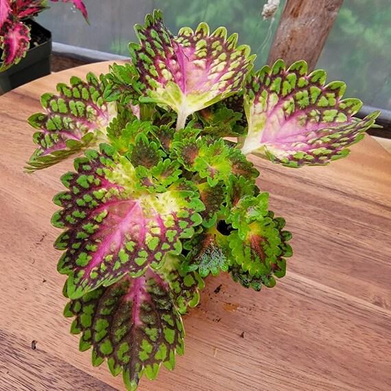 Coleus Colorblaze Strawberry Drops - View 16 from www redcrocus com