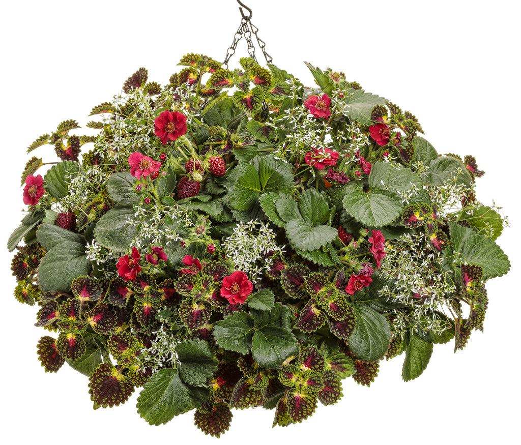 Coleus Colorblaze Strawberry Drops - View 17 from www redcrocus com