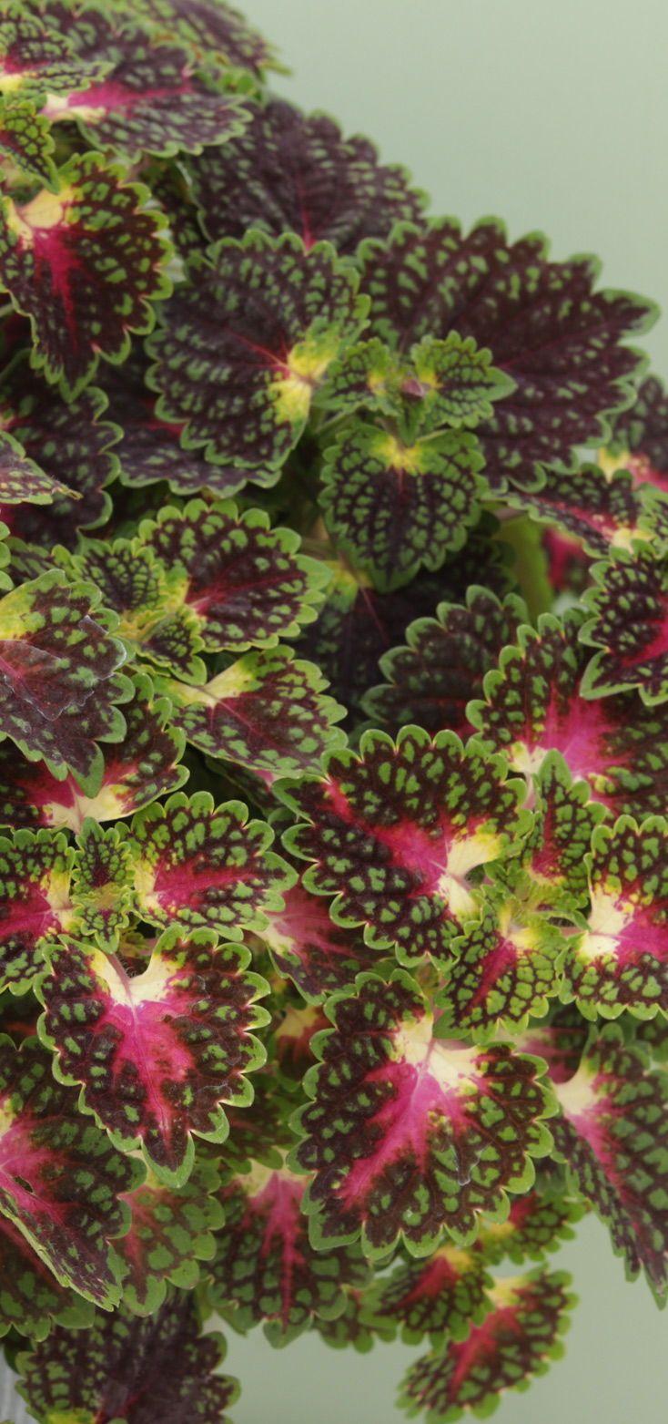 Coleus Colorblaze Strawberry Drops - View 18 from www redcrocus com