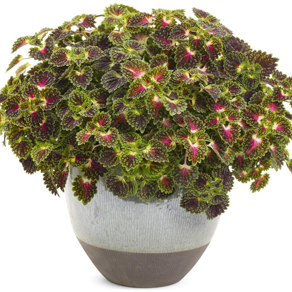 Coleus Colorblaze Strawberry Drops - View 2 from www redcrocus com