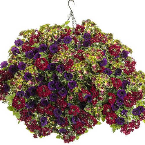 Coleus Colorblaze Strawberry Drops - View 3 from www redcrocus com