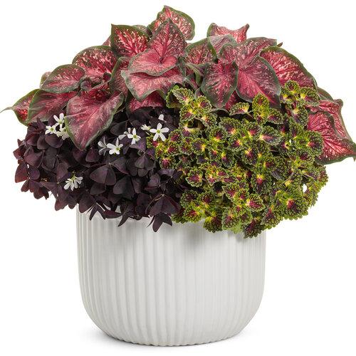 Coleus Colorblaze Strawberry Drops - View 4 from www redcrocus com