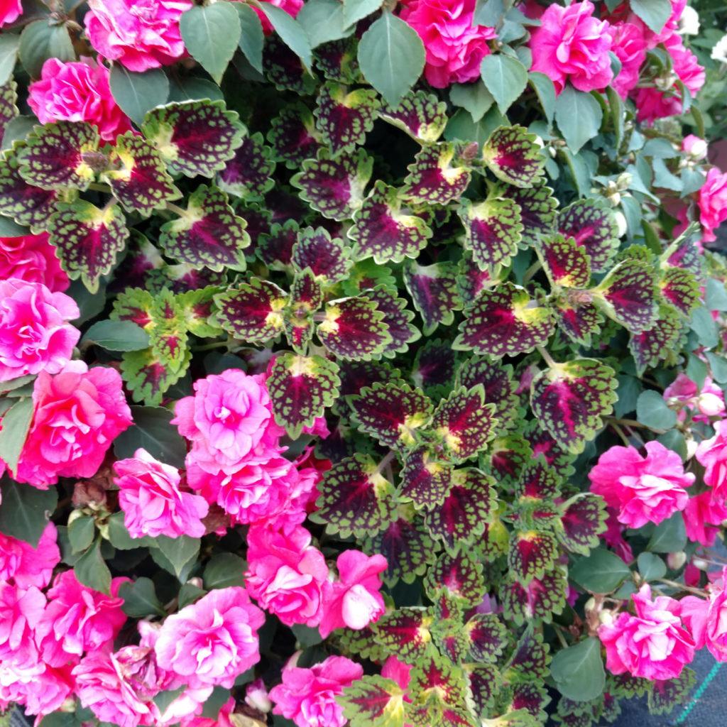 Coleus Colorblaze Strawberry Drops - View 5 from www redcrocus com