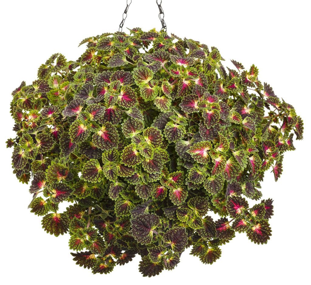 Coleus Colorblaze Strawberry Drops - View 6 from www redcrocus com