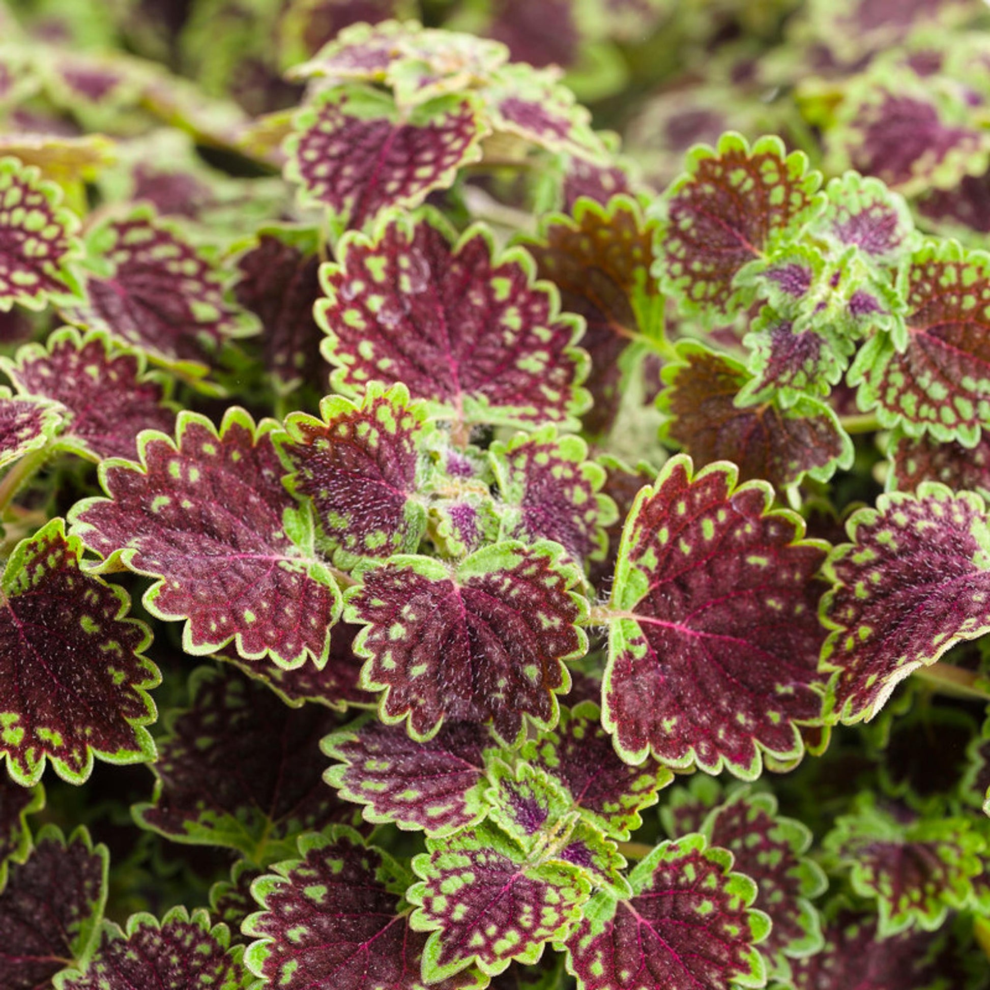Coleus Colorblaze Strawberry Drops - View 7 from www redcrocus com
