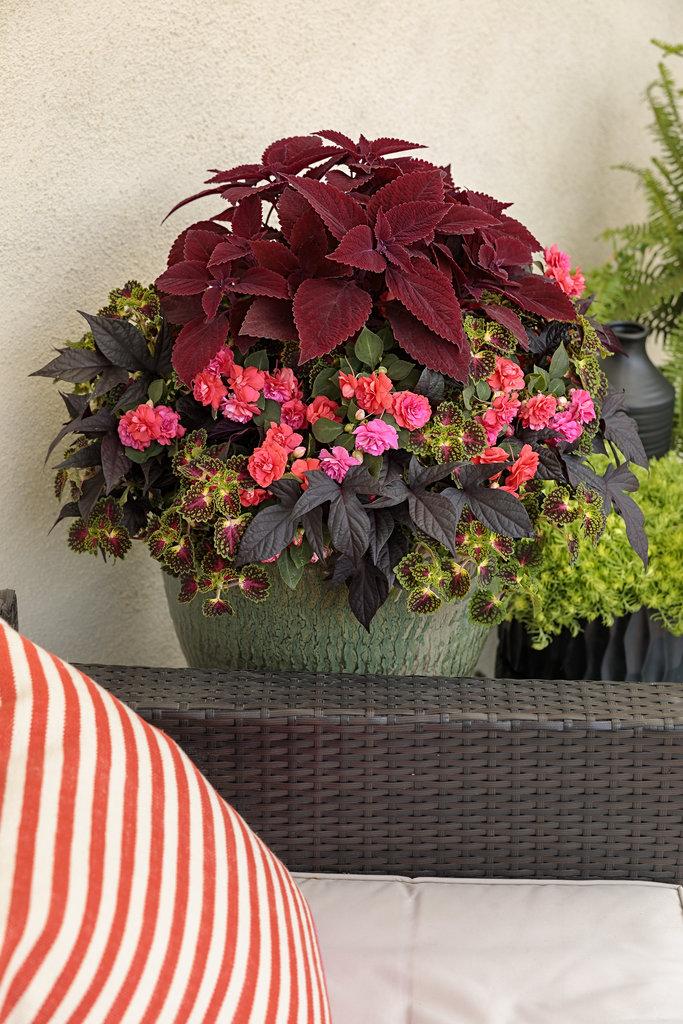 Coleus Colorblaze Strawberry Drops - View 8 from www redcrocus com