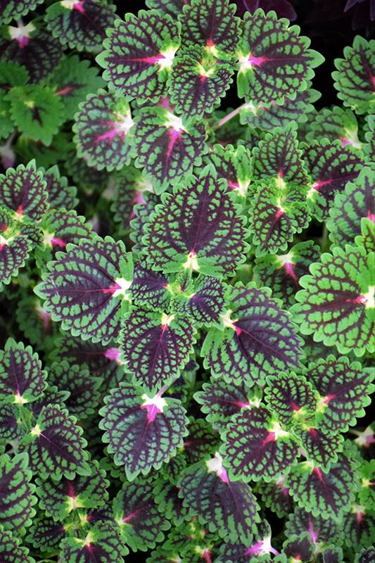 Coleus Colorblaze Strawberry Drops - View 9 from www redcrocus com