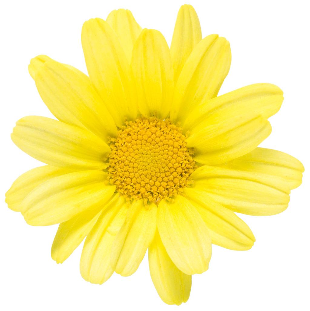 Argyranthemum Golden Butterfly - View 10 from www redcrocus com