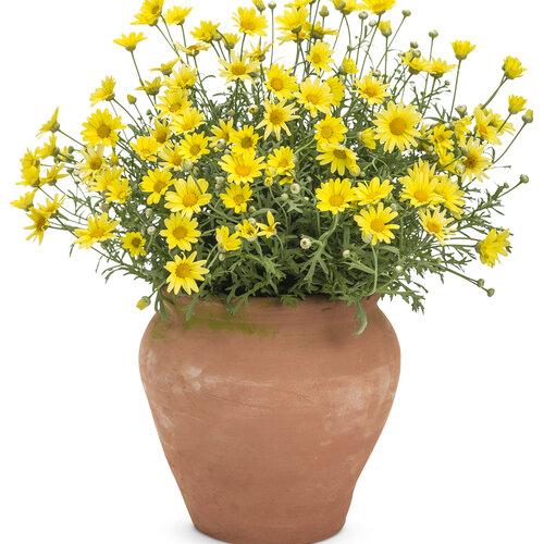 Argyranthemum Golden Butterfly - View 11 from www redcrocus com