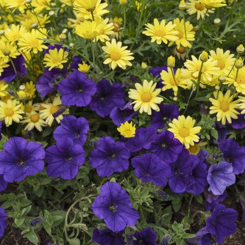 Argyranthemum Golden Butterfly - View 12 from www redcrocus com