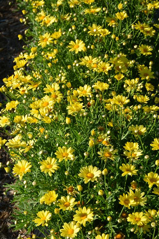 Argyranthemum Golden Butterfly - View 13 from www redcrocus com