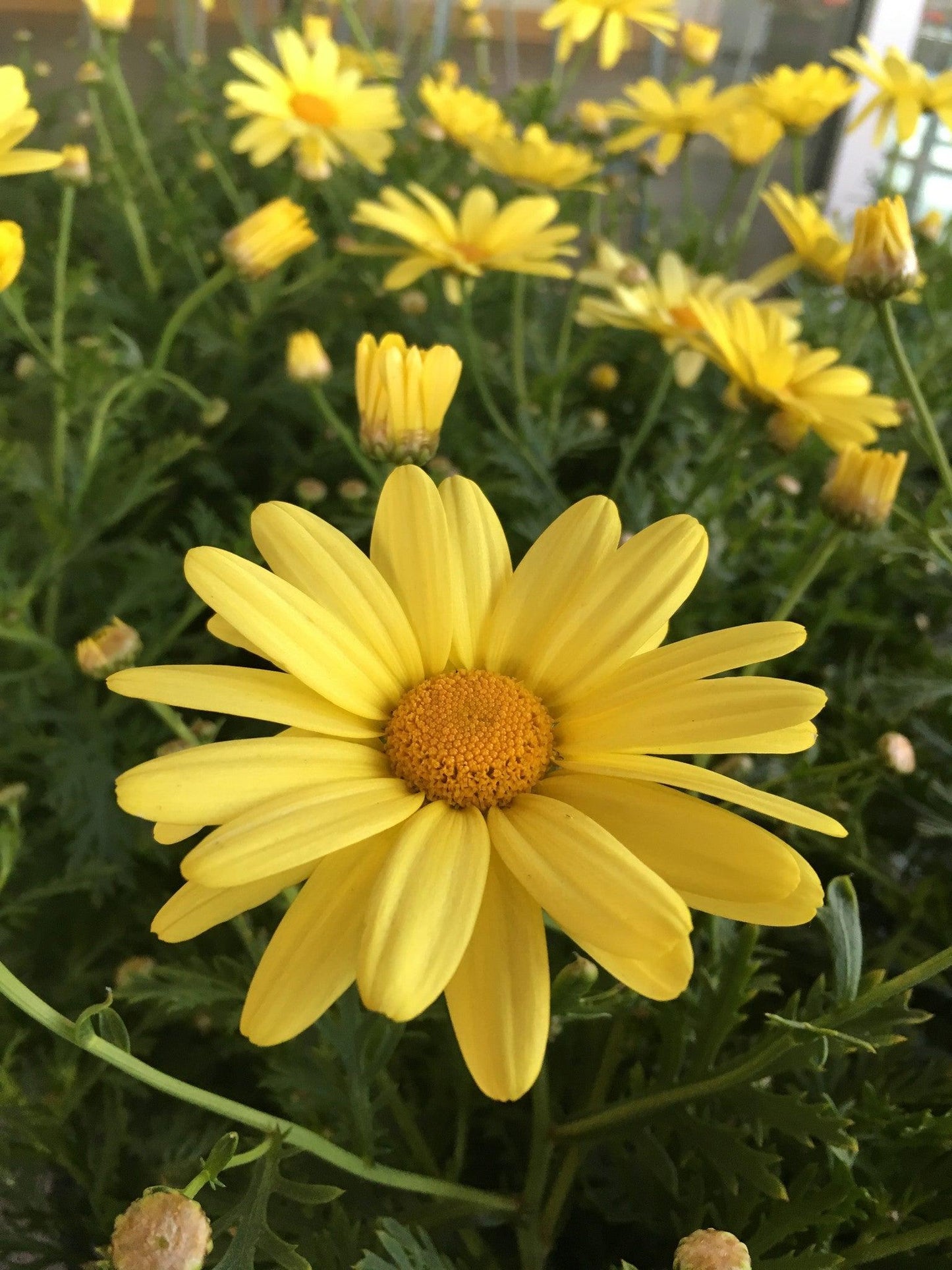 Argyranthemum Golden Butterfly - View 14 from www redcrocus com