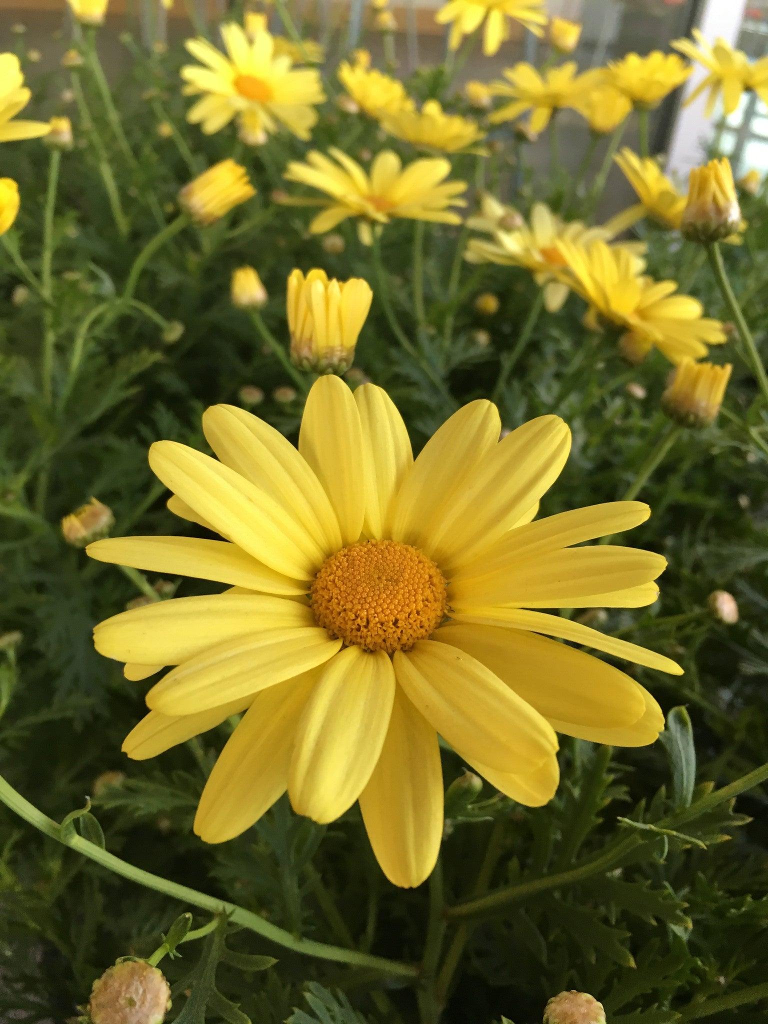 Argyranthemum Golden Butterfly - View 14 from www redcrocus com