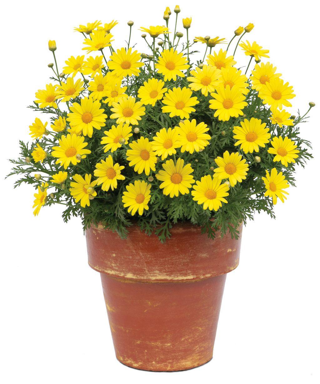Argyranthemum Golden Butterfly - View 15 from www redcrocus com