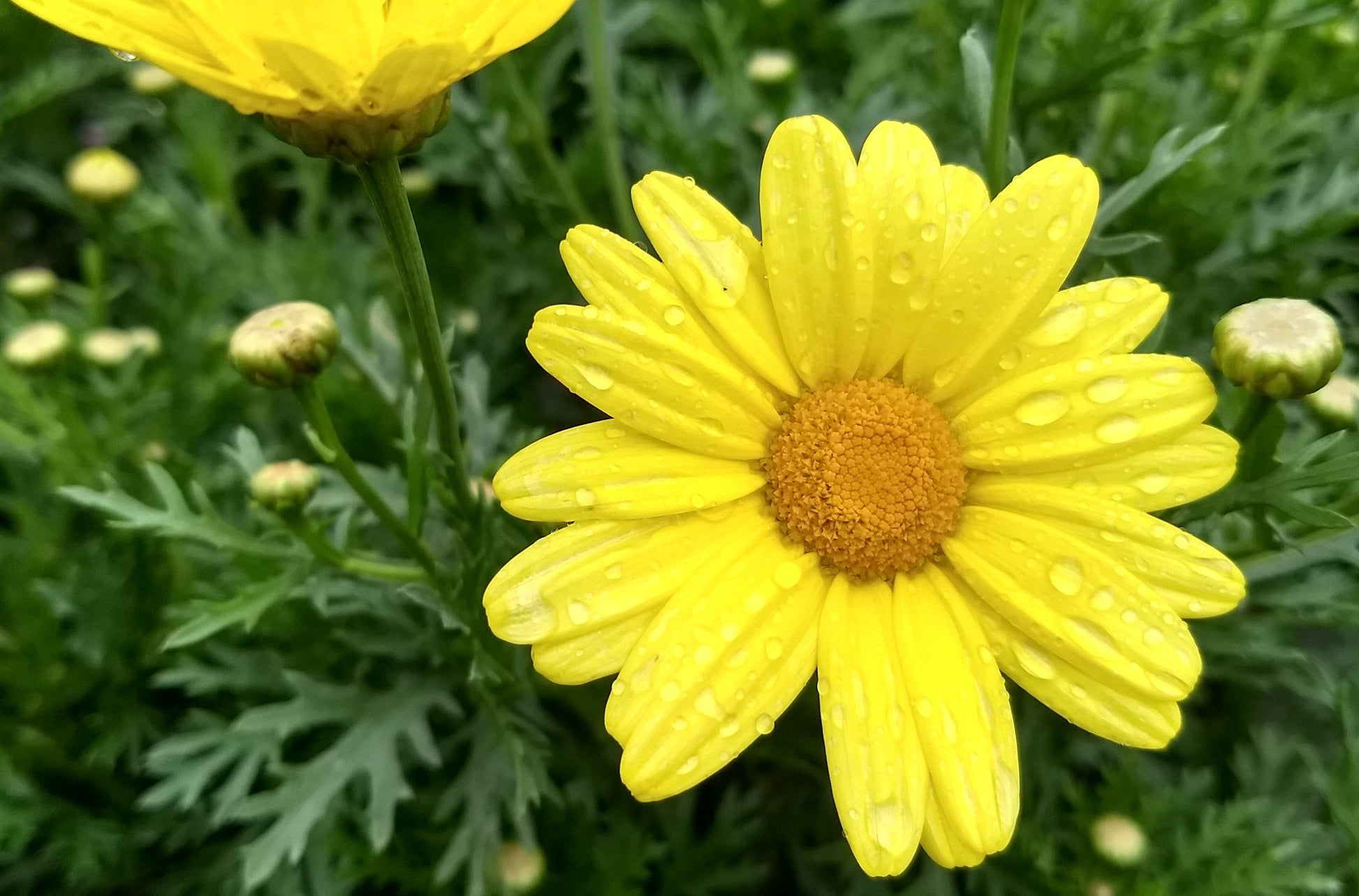 Argyranthemum Golden Butterfly - View 16 from www redcrocus com