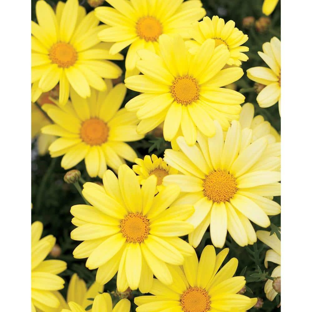 Argyranthemum Golden Butterfly - View 18 from www redcrocus com