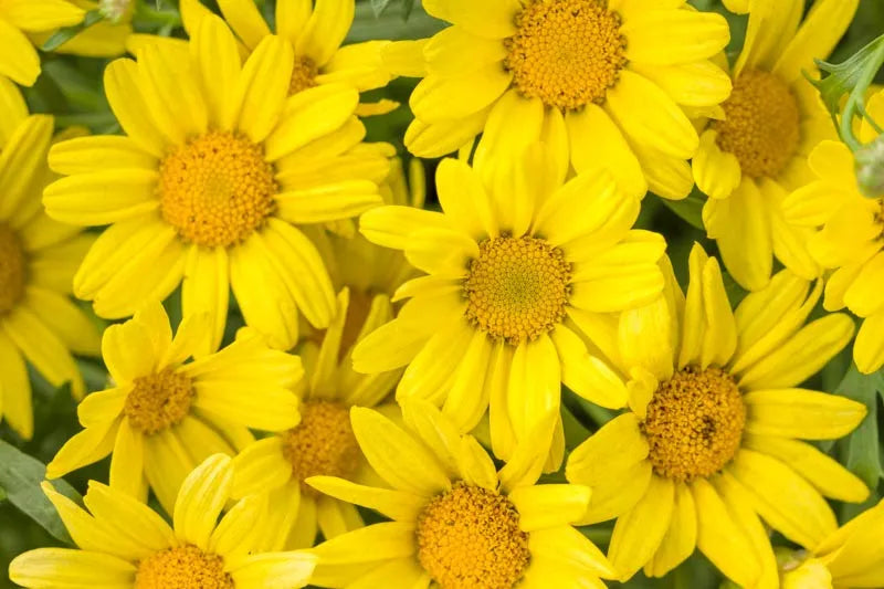 Argyranthemum Golden Butterfly - View 18 from www redcrocus com