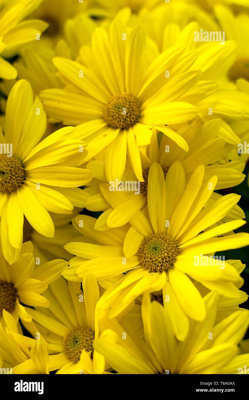 Argyranthemum Golden Butterfly - View 19 from www redcrocus com