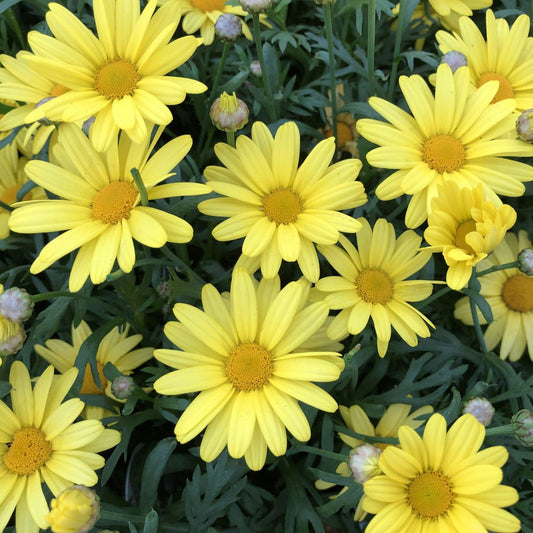 Argyranthemum Golden Butterfly - View 1 from www redcrocus com