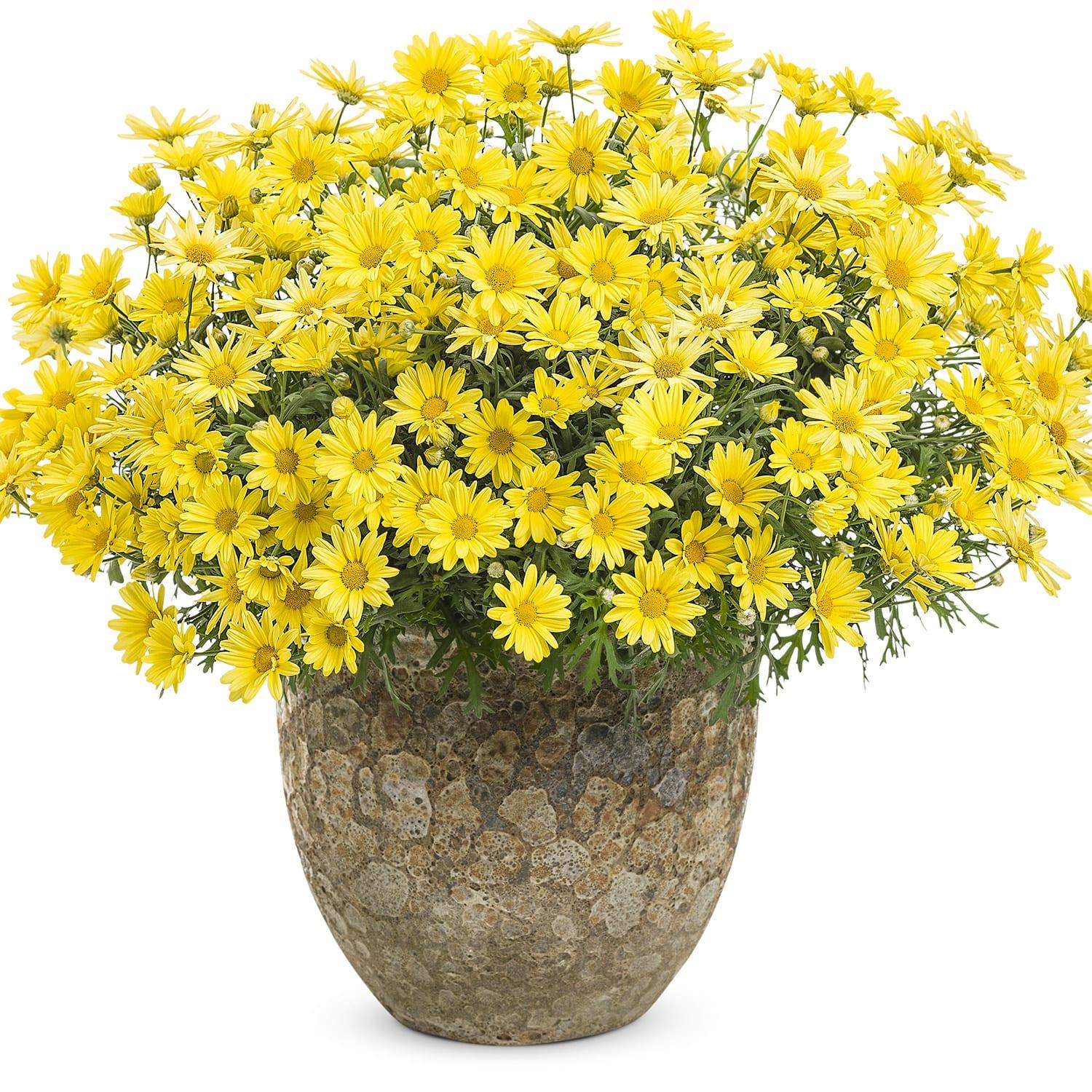 Argyranthemum Golden Butterfly - View 2 from www redcrocus com