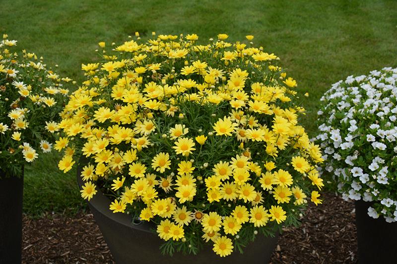 Argyranthemum Golden Butterfly - View 3 from www redcrocus com