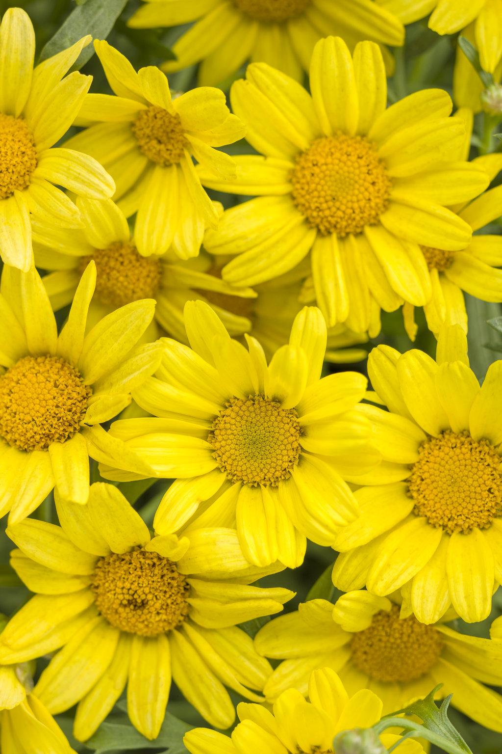 Argyranthemum Golden Butterfly - View 4 from www redcrocus com