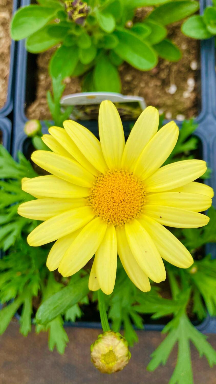 Argyranthemum Golden Butterfly - View 5 from www redcrocus com
