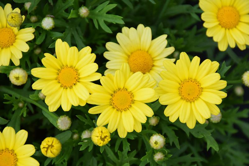 Argyranthemum Golden Butterfly - View 6 from www redcrocus com