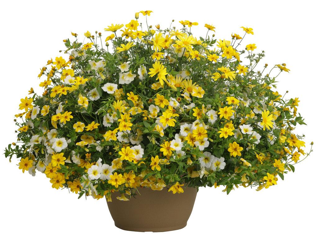 Argyranthemum Golden Butterfly - View 7 from www redcrocus com