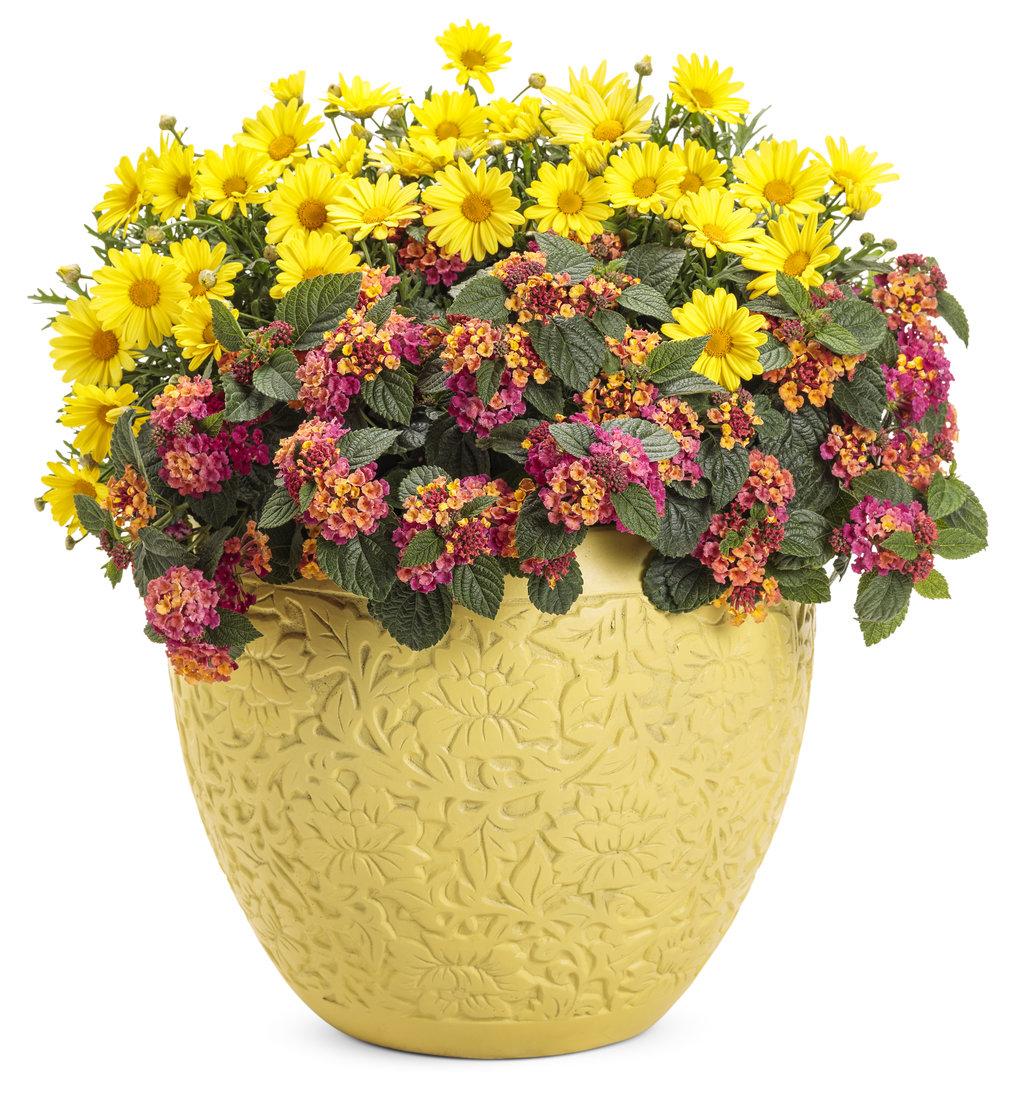 Argyranthemum Golden Butterfly - View 8 from www redcrocus com