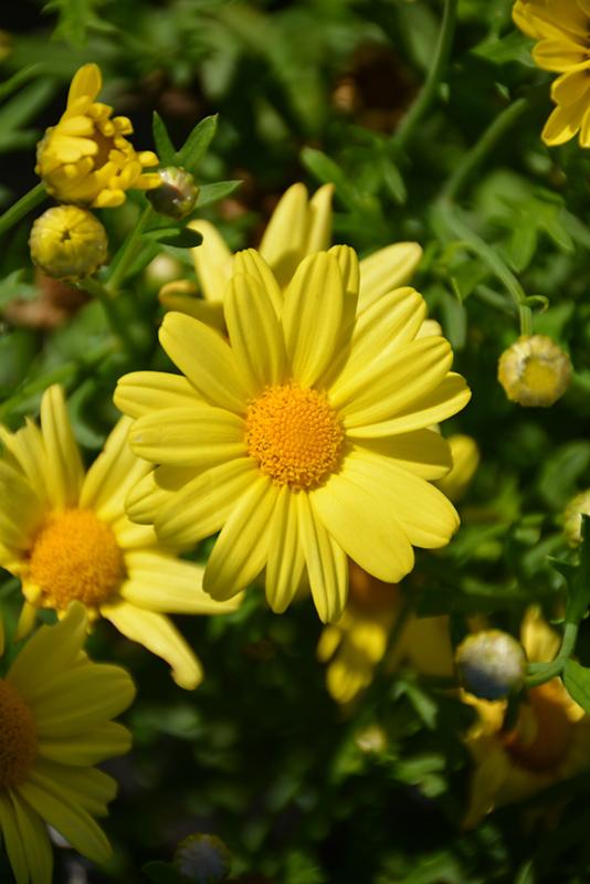 Argyranthemum Golden Butterfly - View 9 from www redcrocus com