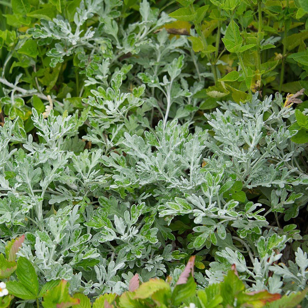 Artemisia Silver Bullet - View 10 from www redcrocus com