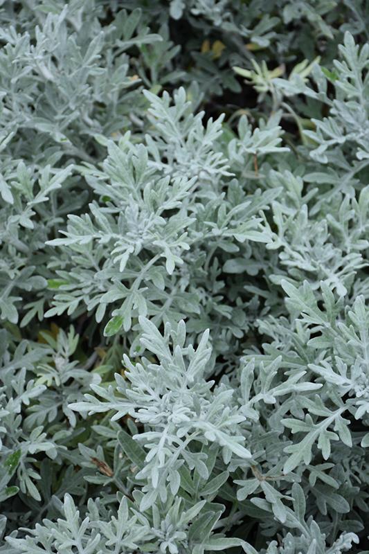 Artemisia Silver Bullet - View 11 from www redcrocus com