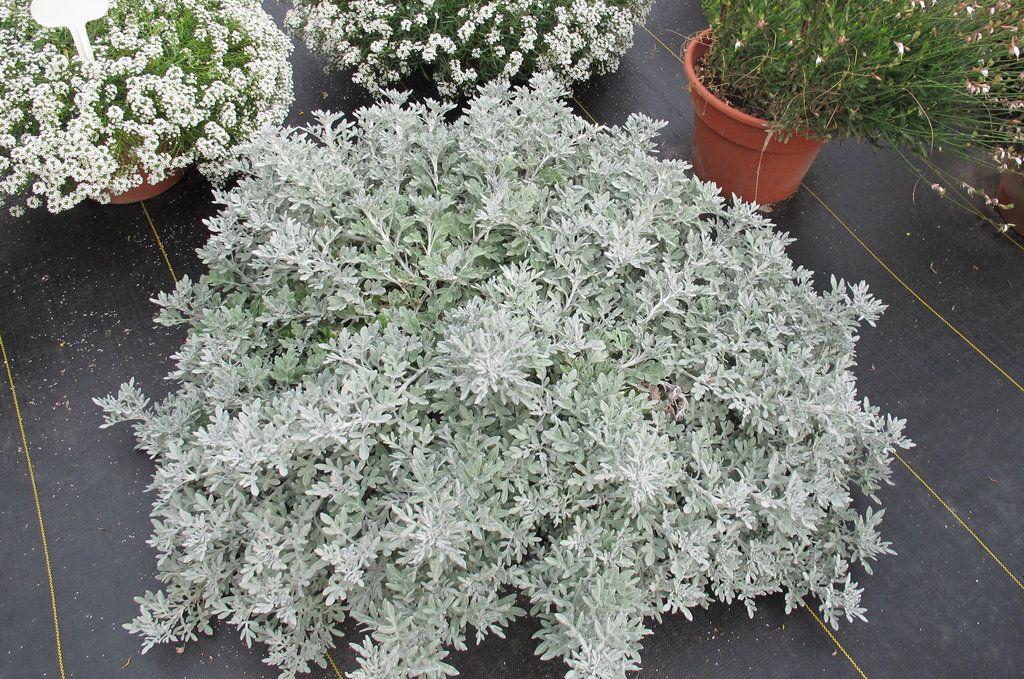 Artemisia Silver Bullet - View 12 from www redcrocus com