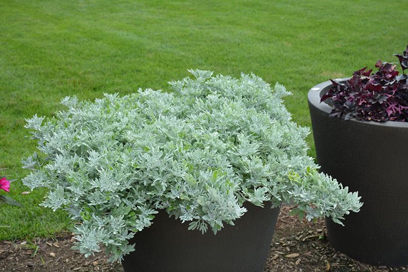 Artemisia Silver Bullet - View 14 from www redcrocus com