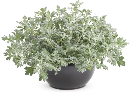Artemisia Silver Bullet - View 1 from www redcrocus com