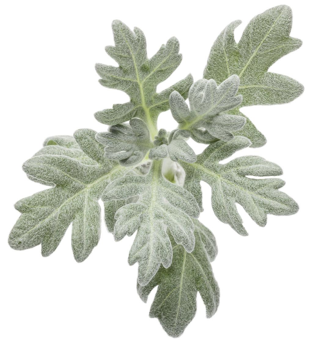 Artemisia Silver Bullet - View 2 from www redcrocus com