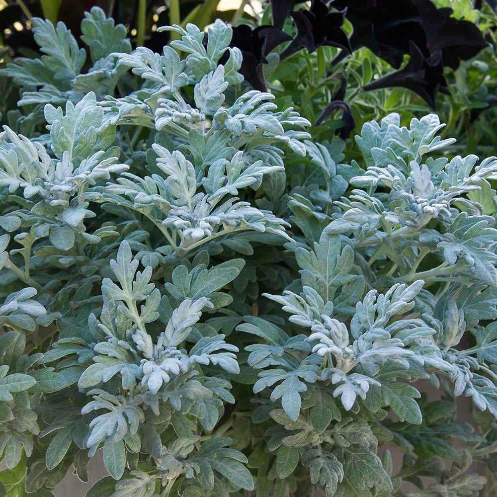 Artemisia Silver Bullet - View 3 from www redcrocus com