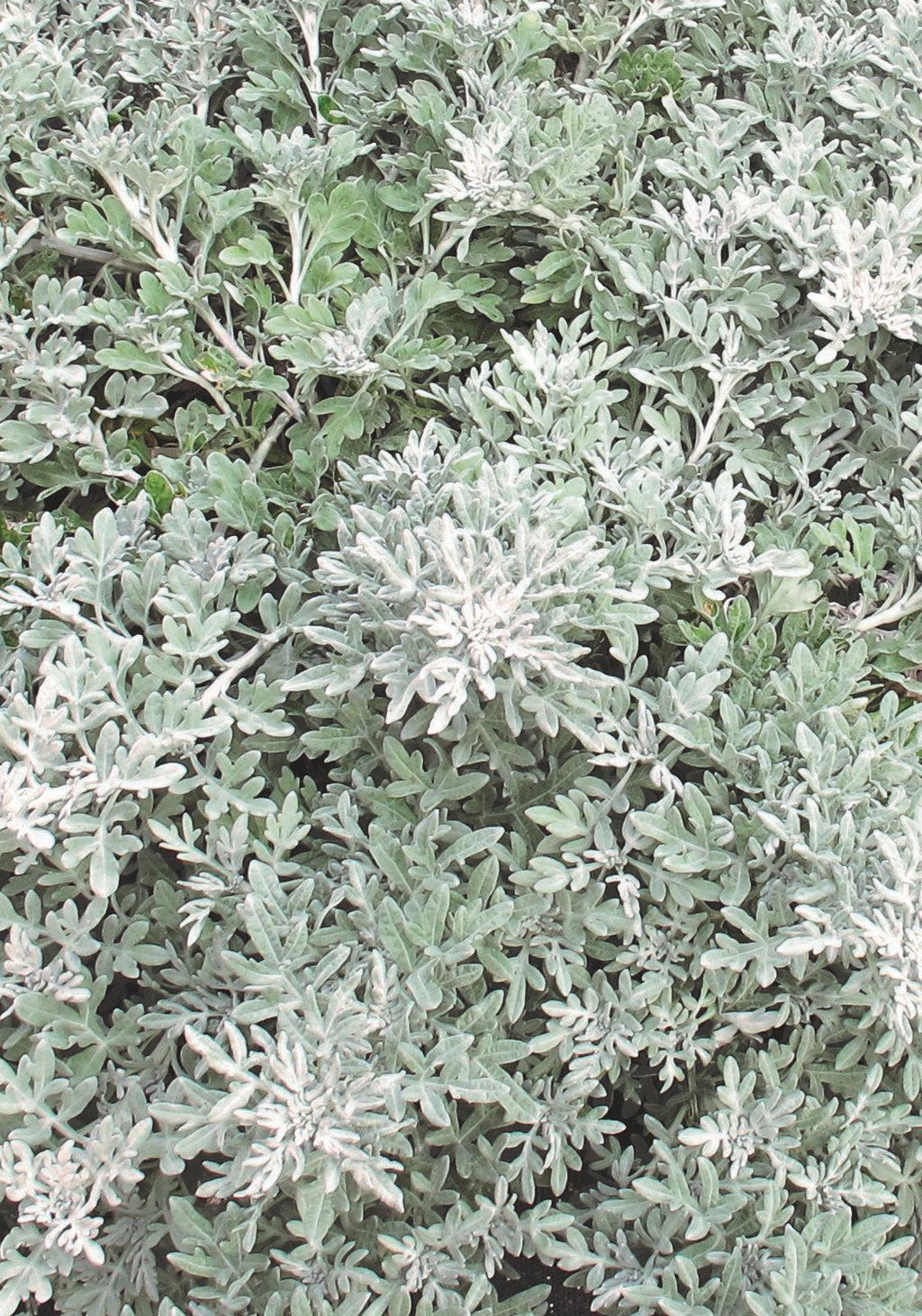 Artemisia Silver Bullet - View 4 from www redcrocus com