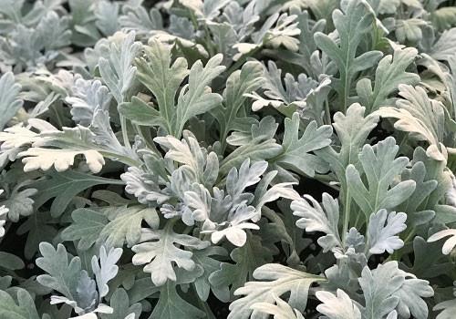 Artemisia Silver Bullet - View 5 from www redcrocus com