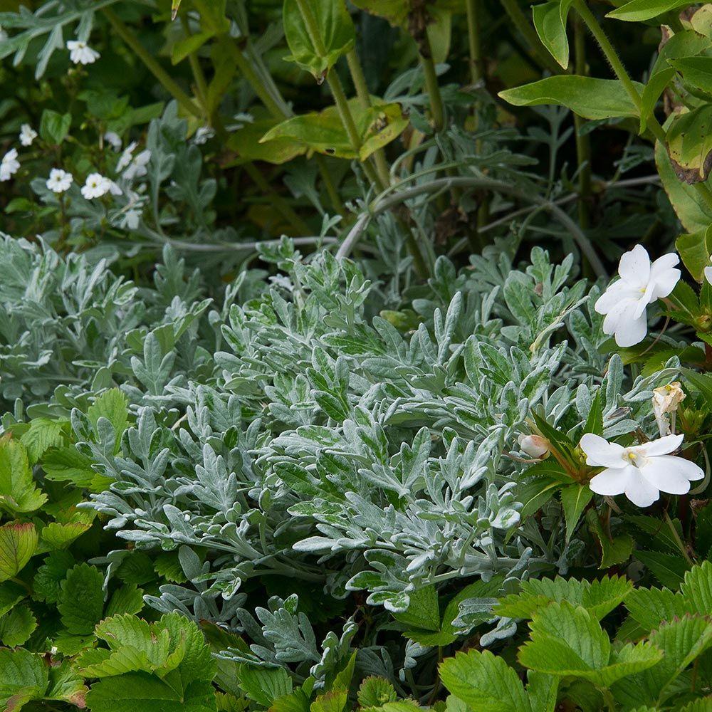 Artemisia Silver Bullet - View 6 from www redcrocus com