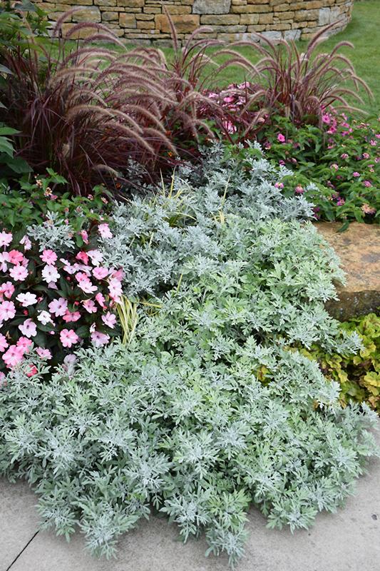 Artemisia Silver Bullet - View 7 from www redcrocus com