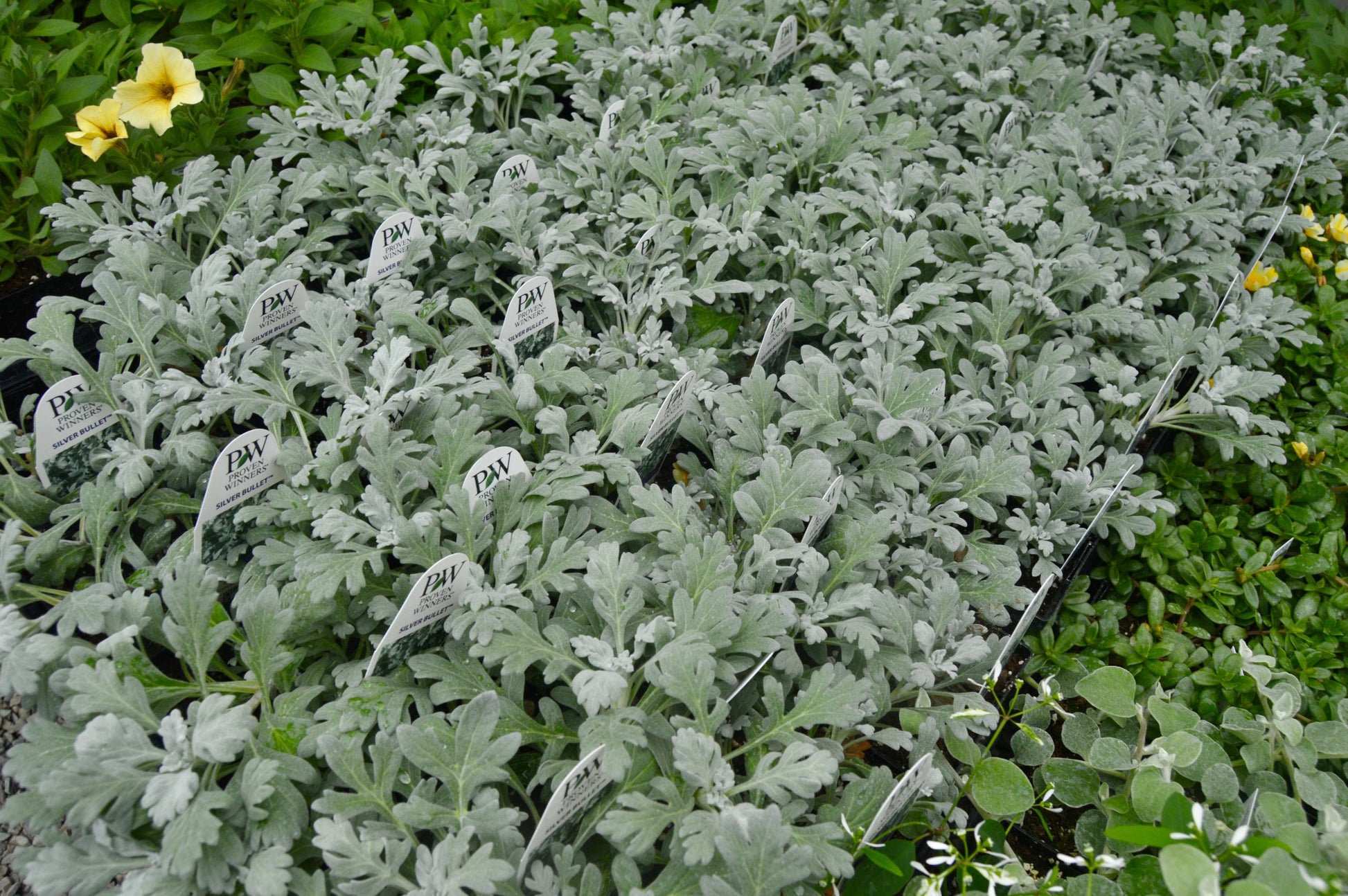 Artemisia Silver Bullet - View 8 from www redcrocus com