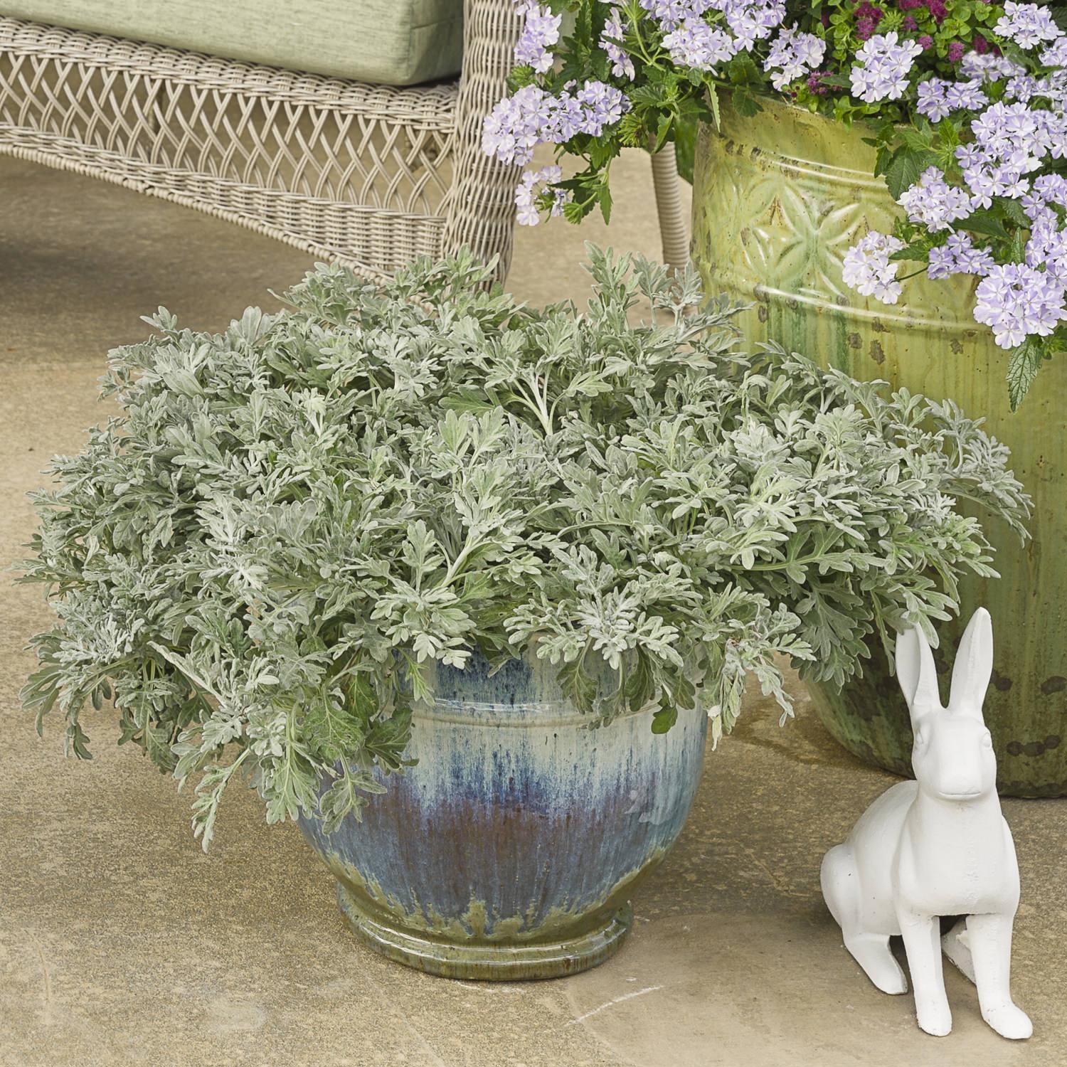 Artemisia Silver Bullet - View 9 from www redcrocus com