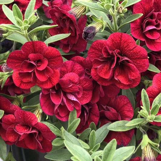 Calibrachoa Superbells Double Ruby - View 1 from www redcrocus com