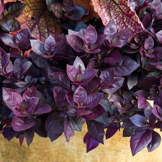 Alternanthera Plum Dandy - View 1 from www redcrocus com