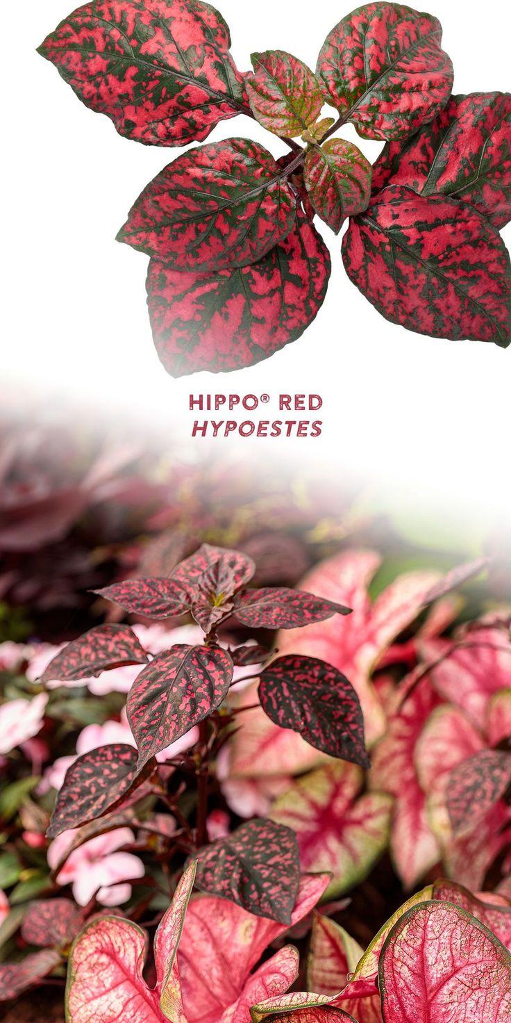 Hypoestes Hippo Red - View 10 from www redcrocus com