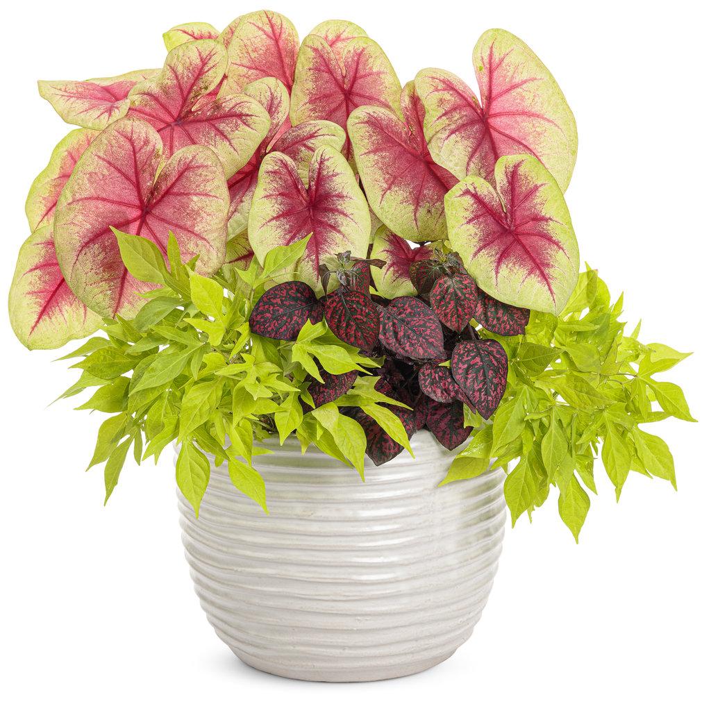 Hypoestes Hippo Red - View 11 from www redcrocus com